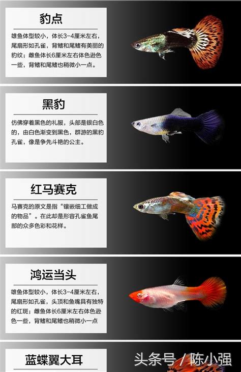 魚顏色|十種罕見的孔雀魚顏色（附圖片） 